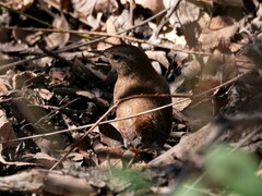 Troglodytes hiemalis