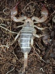 Euscorpius garganicus