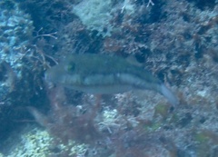Canthigaster capistrata
