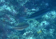 Canthigaster capistrata