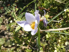Crocus biflorus