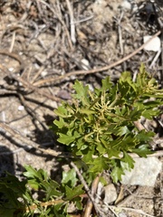 Morella quercifolia