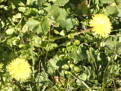 Taraxacum