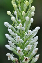 Habenaria monorrhiza