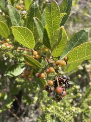 Searsia laevigata