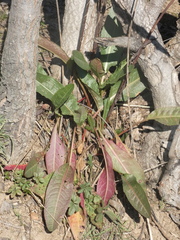 Rumex