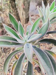Echeveria coccinea