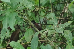 Cantorchilus nigricapillus