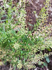 Lepidium virginicum