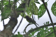 Myiodynastes hemichrysus