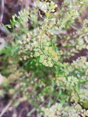 Lepidium virginicum