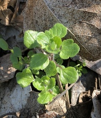Veronica hederifolia-sublobata-triloba