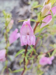 Lamourouxia dasyantha