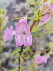 Lamourouxia dasyantha