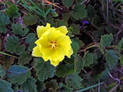 Cienfuegosia sulphurea