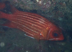 Sargocentron hastatum