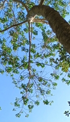 Melicope elleryana