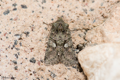 Dryobotodes carbonis