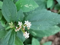 Stevia