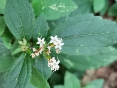 Stevia
