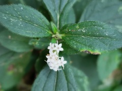 Stevia