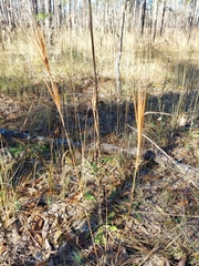 Andropogon gyrans