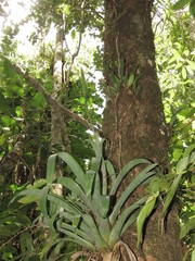 Werauhia