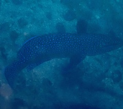 Cephalopholis taeniops