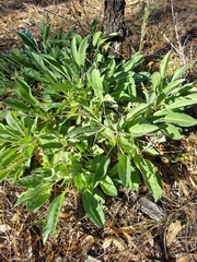 Lupinus diffusus