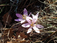 Colchicum bulbocodium
