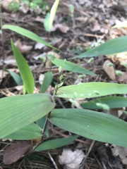 Dichanthelium commutatum