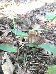 Dichanthelium commutatum