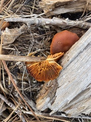 Omphalotus subilludens