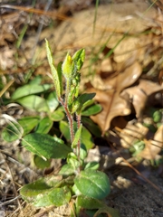 Crocanthemum carolinianum