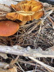 Omphalotus subilludens