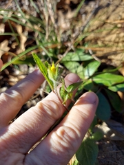 Crocanthemum carolinianum