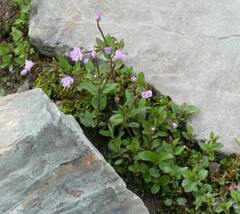 Epilobium anagallidifolium