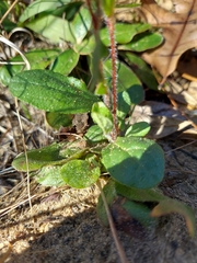 Crocanthemum carolinianum
