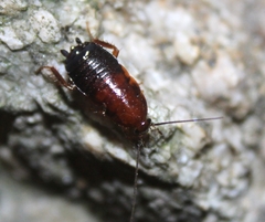 Parcoblatta americana