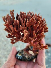 Clathria foliacea