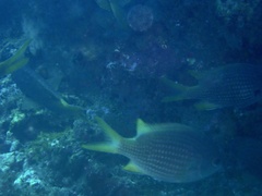 Chromis lubbocki