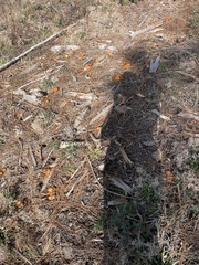 Omphalotus subilludens