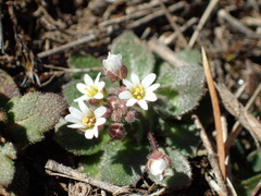 Draba verna