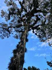 Ficus carica