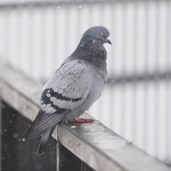 Columba livia domestica