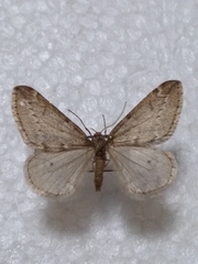 Alsophila aescularia
