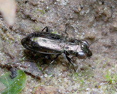 Notiophilus palustris