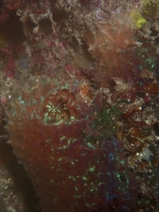 Mycale laxissima