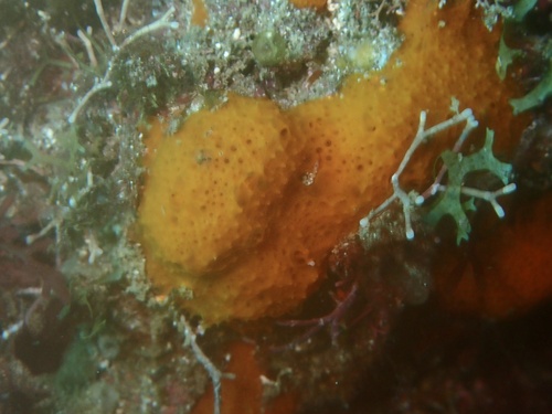 Scopalina canariensis