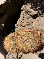 Mammillaria